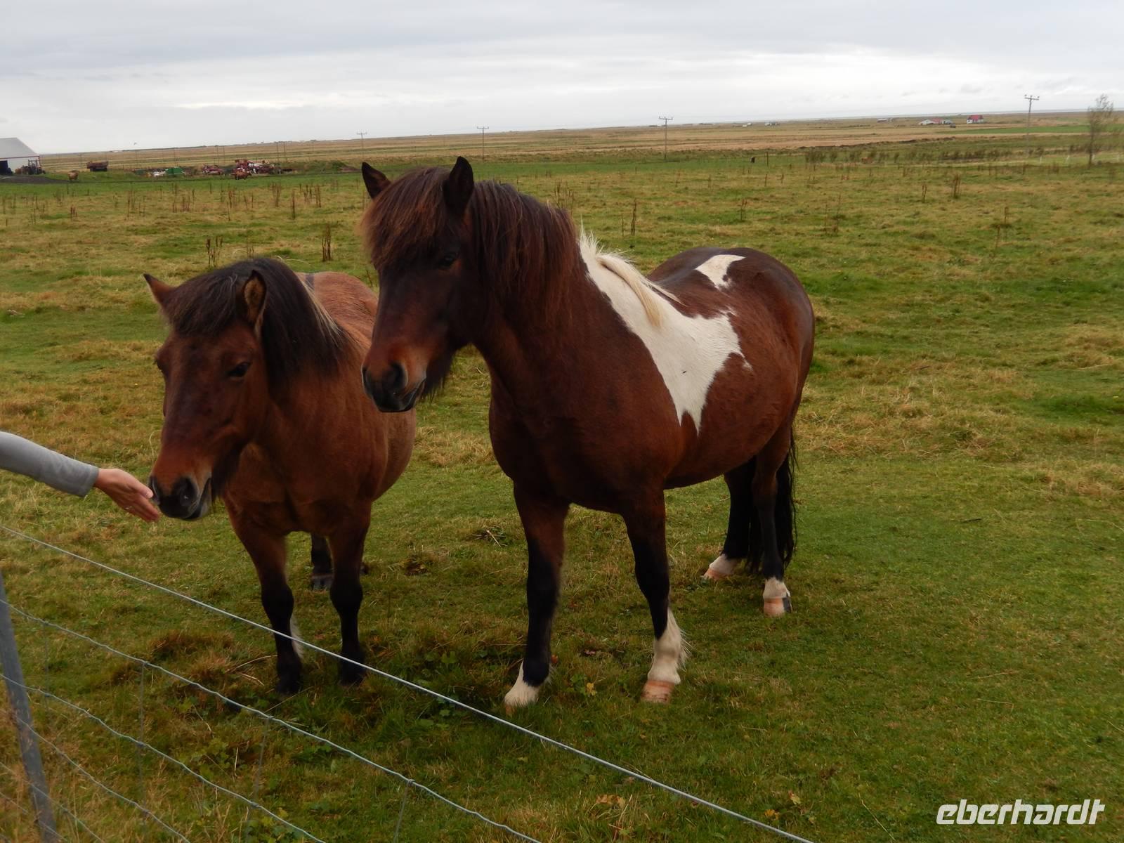 Islandpferde sind besonders gut an das dortige Klima angepasst. Bei Reitern sind sie beliebt, weil sie die fünfte Gangart, den Tölt, beherrschen.