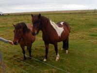 Islandpferde sind besonders gut an das dortige Klima angepasst. Bei Reitern sind sie beliebt, weil sie die fünfte Gangart, den Tölt, beherrschen.