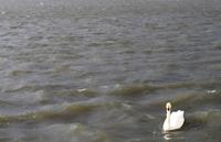 Schwan im See Tjörnin