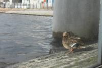 Ente am See Tjörnin