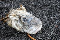 angespülter Seeteufel am schwarzen Strand