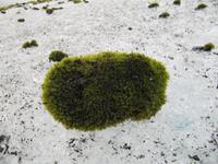 Gletscherigel