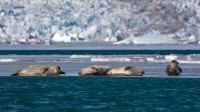 Gletscherlagune Jökullsarlon