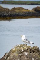 Möwe