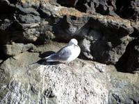 Möwe