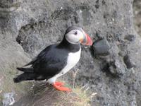 Papageientaucher