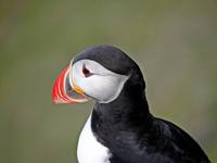 Papageientaucher