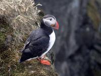 Papageientaucher