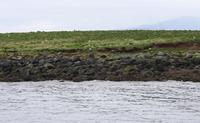 Puffin Island