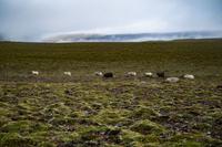 Raufarhöfn