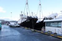 Reykjavik Hafen