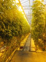 Tomatengewächshaus