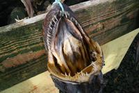 Trockenfisch