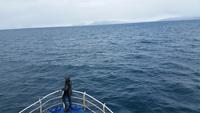 Walsafari in der Rauchbucht
