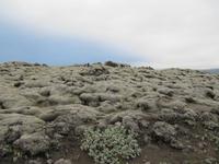 bemoostes Lavafeld