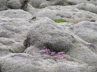 bemoostes Lavafeld