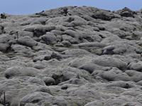 bemoostes Lavafeld