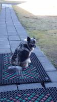 isländischer Schäferhund in Skoga