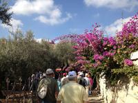 0580 Jerusalem - Garten Gethsemane