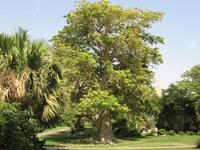 Ein Gedi - Botanischer Garten