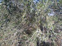 Olivenbäume bei Avtalyon