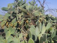 Feigenkakteen bei Zippori