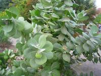 Flora im Kibbuz Kalia