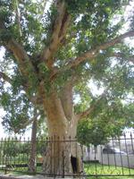 2000-jähriger Feigenbaum in Jericho