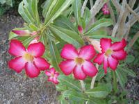 Botanischer Garten im Kibbuz En Gedi