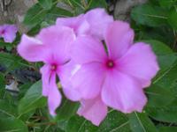 Botanischer Garten im Kibbuz En Gedi