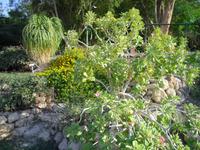 Botanischer Garten im Kibbuz En Gedi