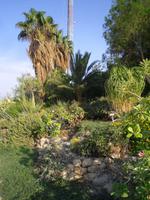 Botanischer Garten im Kibbuz En Gedi