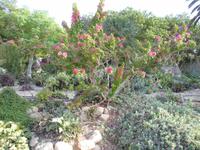 Botanischer Garten im Kibbuz En Gedi