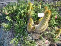 Botanischer Garten im Kibbuz En Gedi