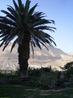 Botanischer Garten im Kibbuz En Gedi