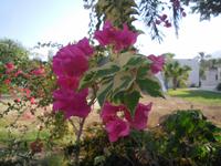 Botanischer Garten im Kibbuz En Gedi