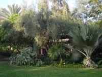 Botanischer Garten im Kibbuz En Gedi