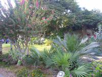 Botanischer Garten im Kibbuz En Gedi