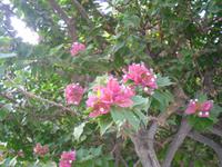 Botanischer Garten im Kibbuz En Gedi