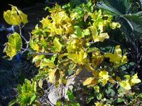 Botanischer Garten im Kibbuz En Gedi