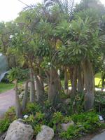 Botanischer Garten im Kibbuz En Gedi