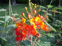 Botanischer Garten im Kibbuz En Gedi