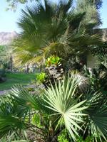 Botanischer Garten im Kibbuz En Gedi