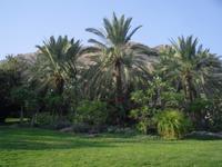 Botanischer Garten im Kibbuz En Gedi