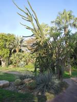 Botanischer Garten im Kibbuz En Gedi