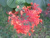 Botanischer Garten im Kibbuz En Gedi