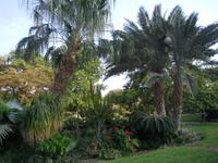 Botanischer Garten im Kibbuz En Gedi