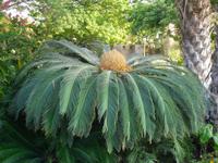 Botanischer Garten im Kibbuz En Gedi