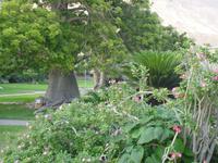 Botanischer Garten im Kibbuz En Gedi