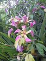 Botanischer Garten im Kibbuz En Gedi